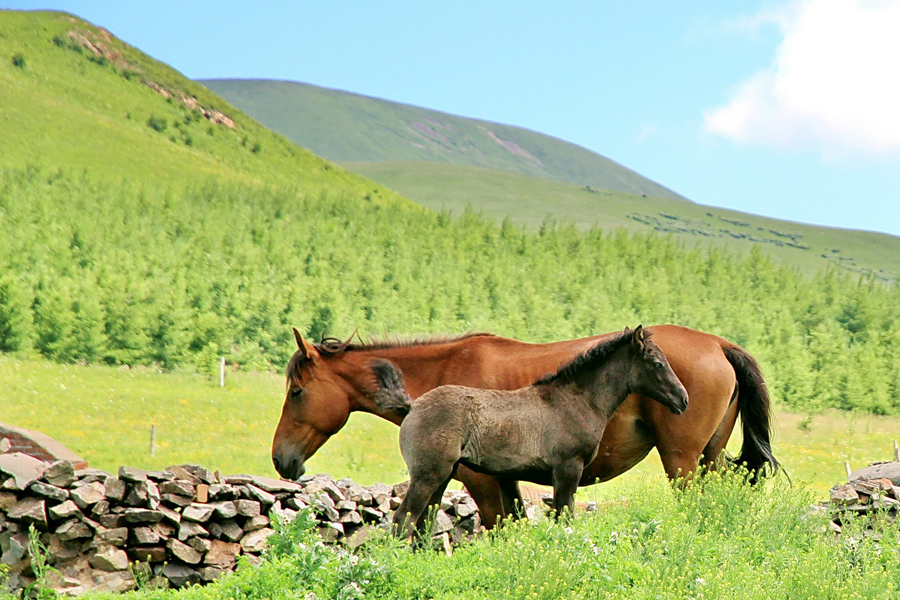 The special climate and geographical position at the junction of the North China Plain and the Inner Mongolia Grasslands give Bashang Grassland its unique natural landscapes and make it a popular destination for tourists and photographers.