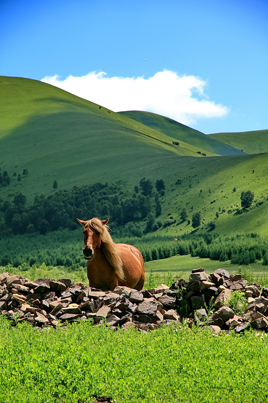 The special climate and geographical position at the junction of the North China Plain and the Inner Mongolia Grasslands give Bashang Grassland its unique natural landscapes and make it a popular destination for tourists and photographers.