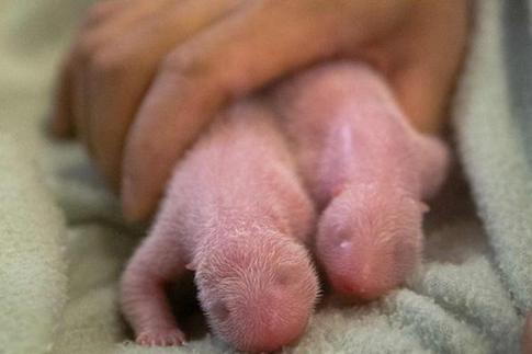 Giant panda gives birth to twin cubs at Atlanta zoo.[Agencies]