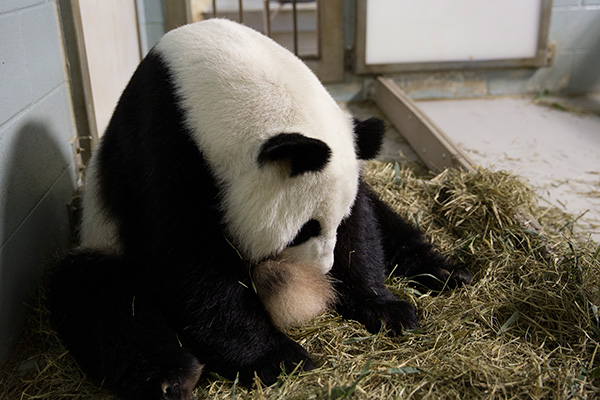 Lun Lun, a 15-year-old giant panda, gave birth to twins on July 15, 2013 at Zoo Atlanta. 