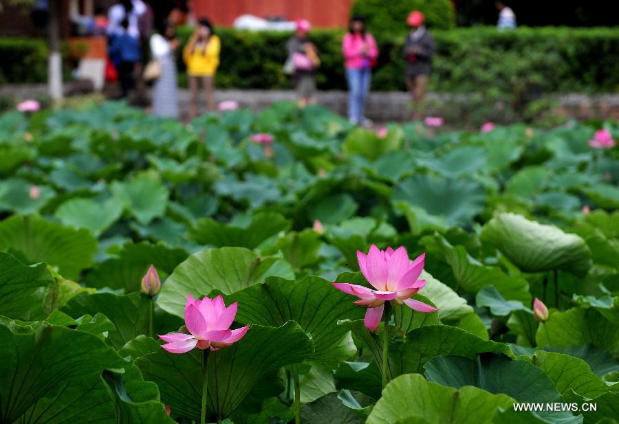 CHINA-YUNNAN-KUNMING-LOTUS (CN)