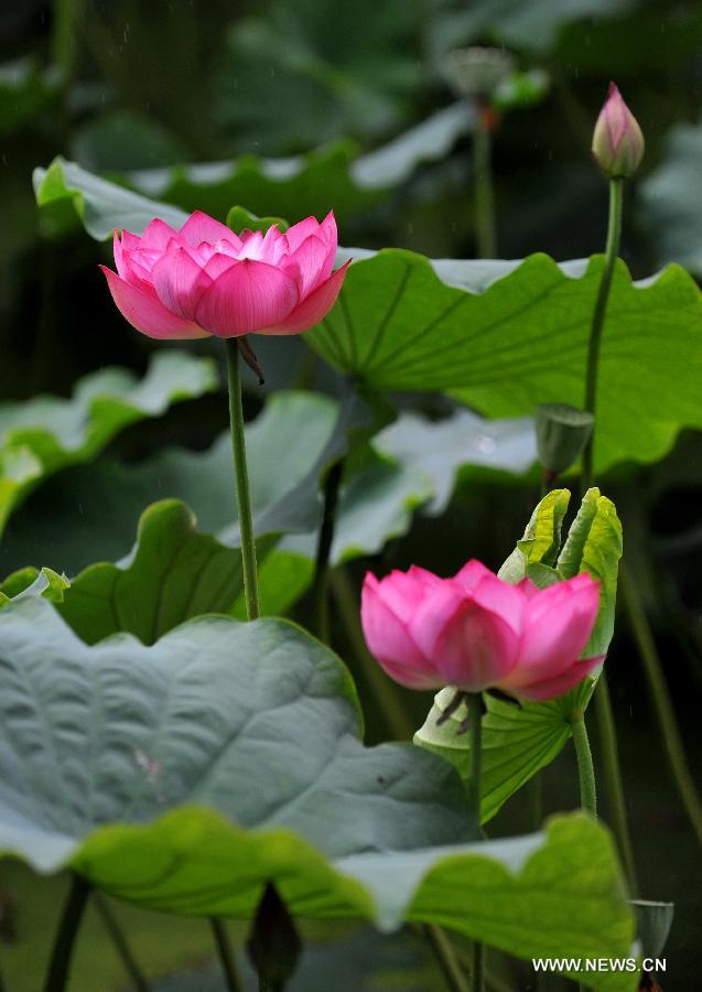 CHINA-YUNNAN-KUNMING-LOTUS (CN)