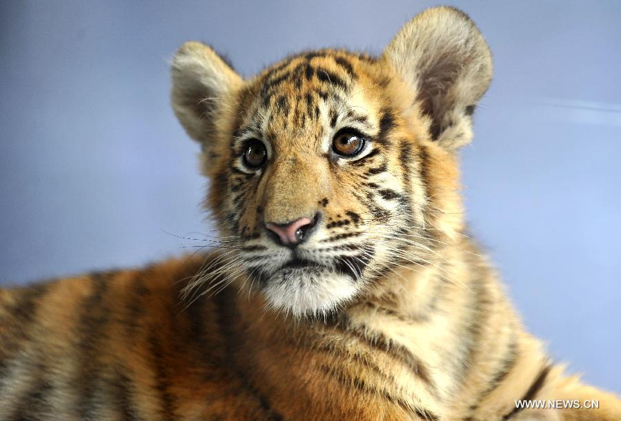 Siberian tiger cubs play at Yunnan Wild Animal Park in Kunming-Xinhua