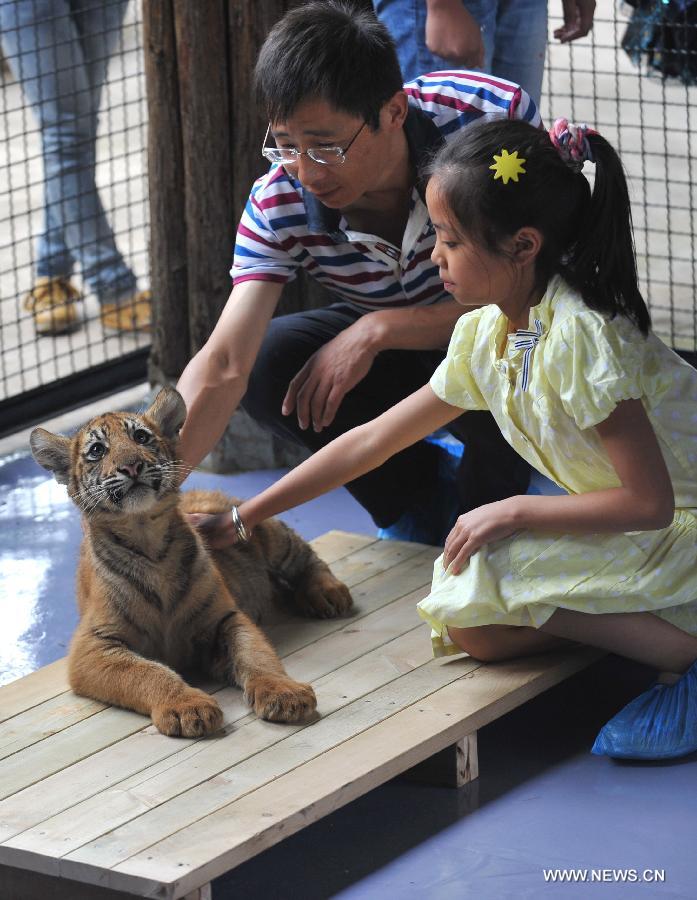 A little tiger looks at camera in Yunnan Wild Animal Park in Kunming, capital of southwest China's Yunnan Province, July 25, 2013. 