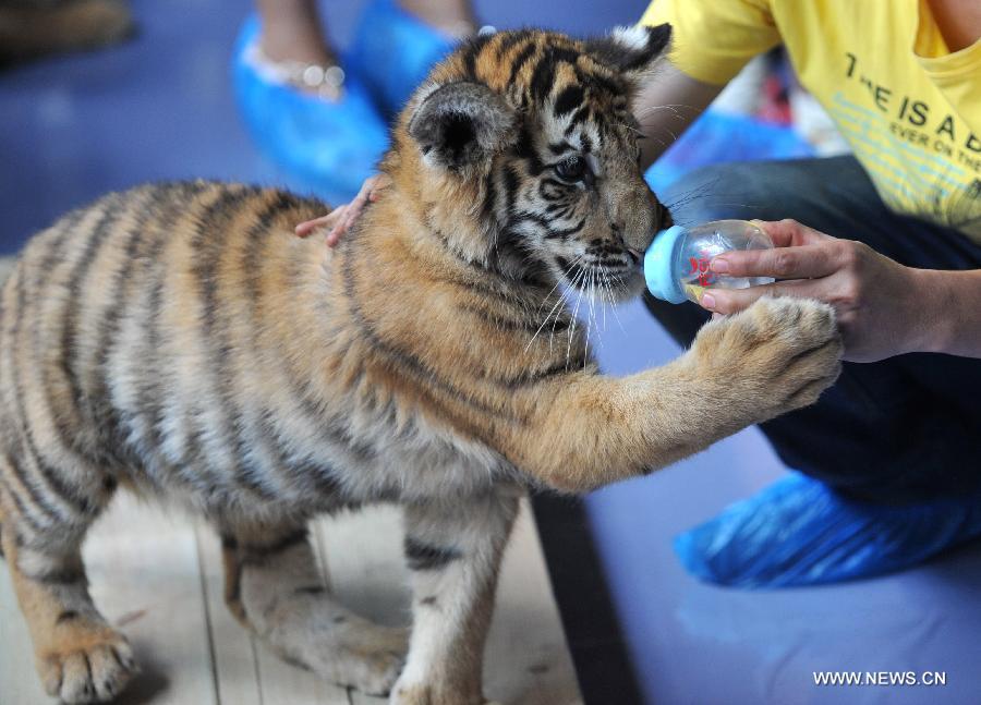 A little tiger looks at camera in Yunnan Wild Animal Park in Kunming, capital of southwest China's Yunnan Province, July 25, 2013. 