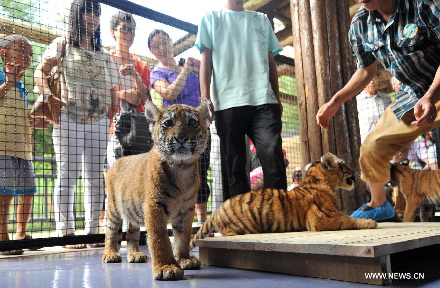 A little tiger looks at camera in Yunnan Wild Animal Park in Kunming, capital of southwest China's Yunnan Province, July 25, 2013. 