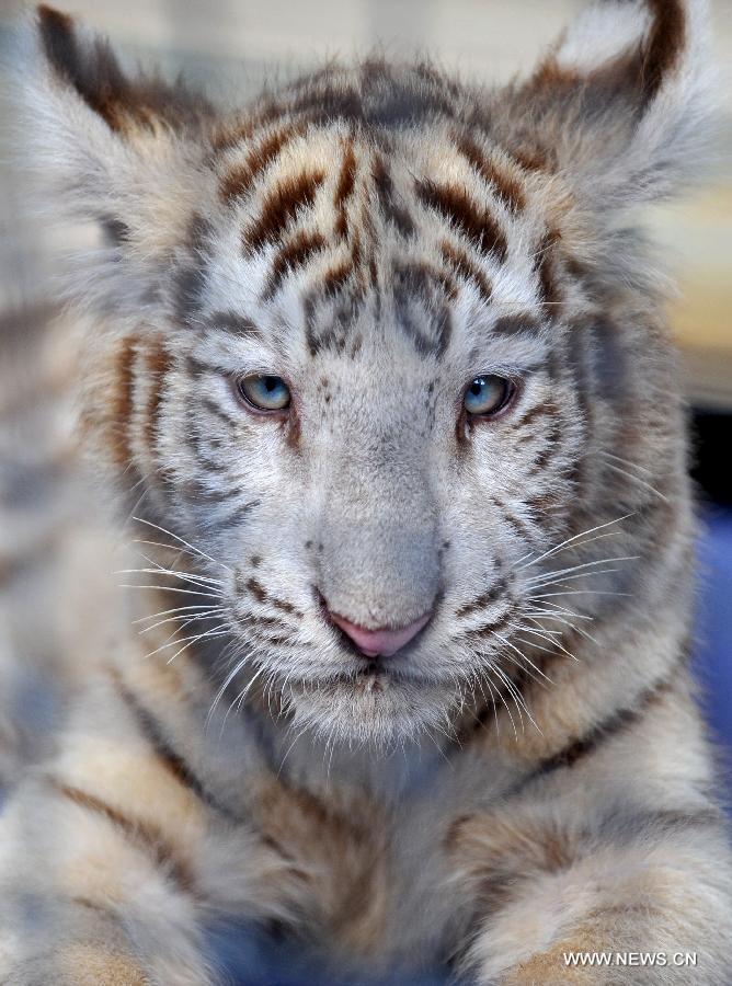 A little tiger looks at camera in Yunnan Wild Animal Park in Kunming, capital of southwest China's Yunnan Province, July 25, 2013. 