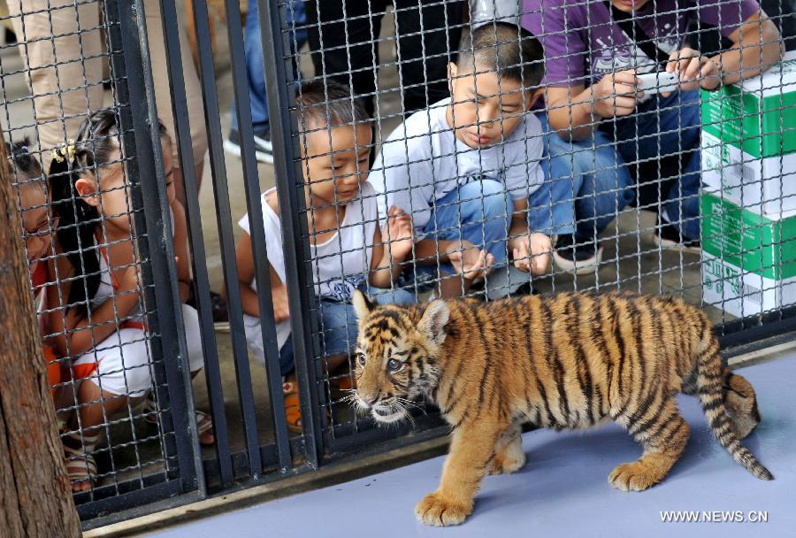 A little tiger looks at camera in Yunnan Wild Animal Park in Kunming, capital of southwest China's Yunnan Province, July 25, 2013. 