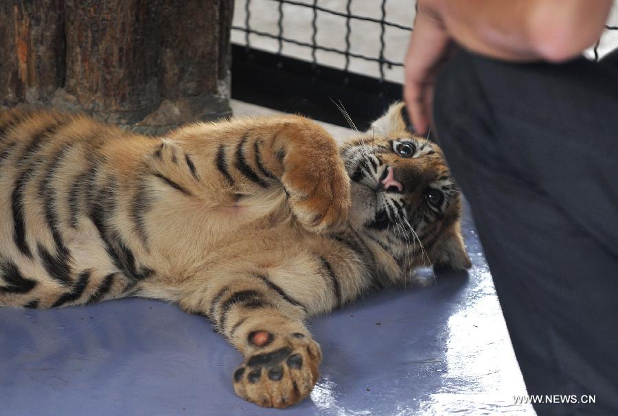 A little tiger looks at camera in Yunnan Wild Animal Park in Kunming, capital of southwest China's Yunnan Province, July 25, 2013. 