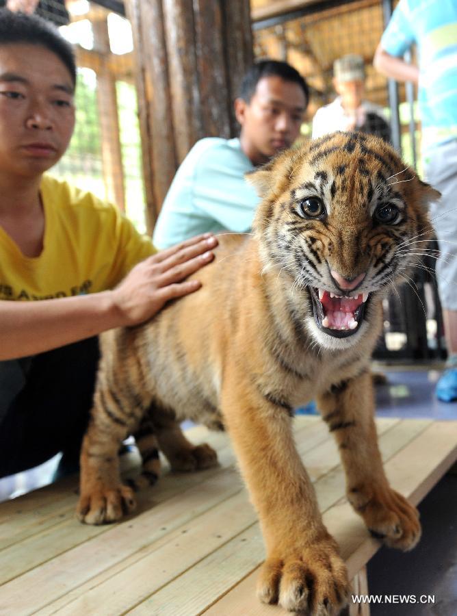 A little tiger looks at camera in Yunnan Wild Animal Park in Kunming, capital of southwest China's Yunnan Province, July 25, 2013. 