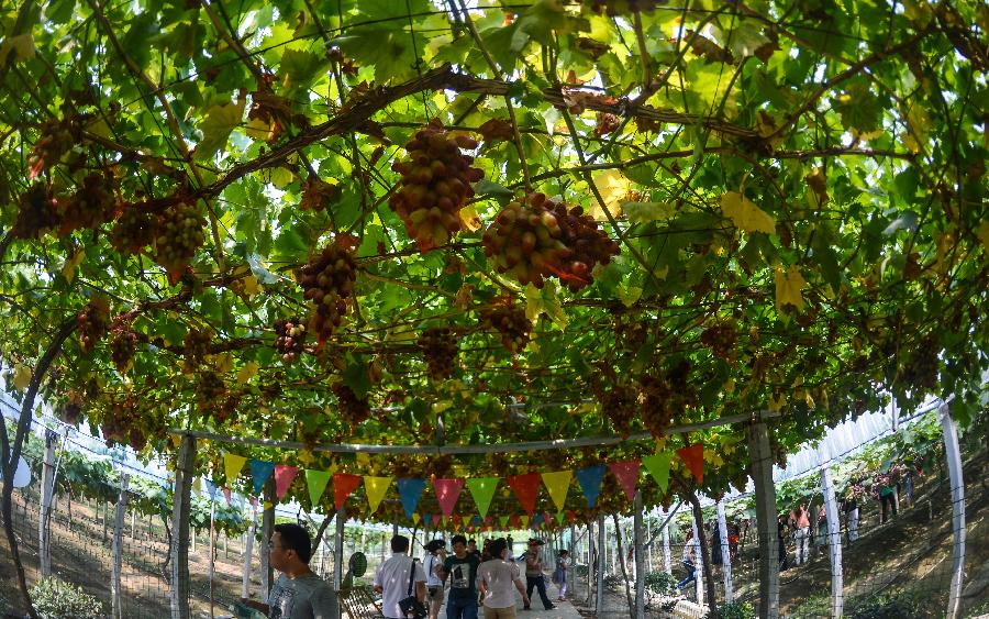 CHINA-ZHEJIANG-CHANGXING-HARVEST (CN)