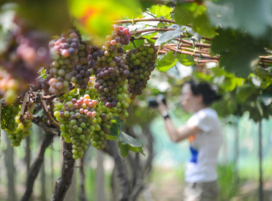 CHINA-ZHEJIANG-CHANGXING-HARVEST (CN)