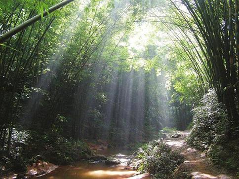 Walking into the bamboo forest, four hours from Sichuan's capital, Chengdu, is like walking into Zhang Yimou's film 'House of Flying Daggers', with warriors flying and fighting amongst towering bamboo trees. 