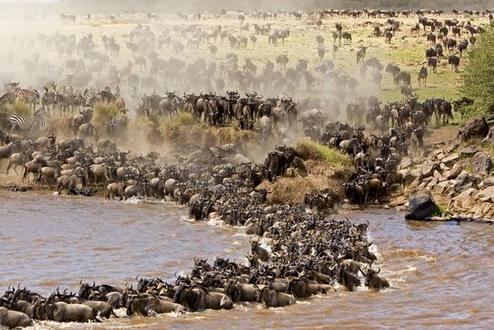 Tourists flock to Mara River for wildebeest migration 