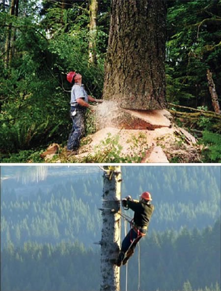 Lumberjack, one of the 'top 10 most dangerous jobs in the world' by China.org.cn.