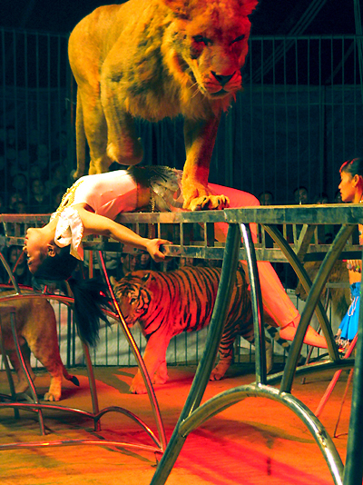 Lion tamer, one of the 'top 10 most dangerous jobs in the world' by China.org.cn.