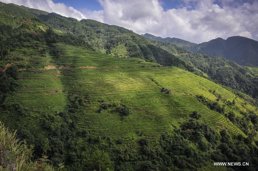 CHINA-GUIZHOU-RONGJIANG-TERRACED FIELDS (CN)