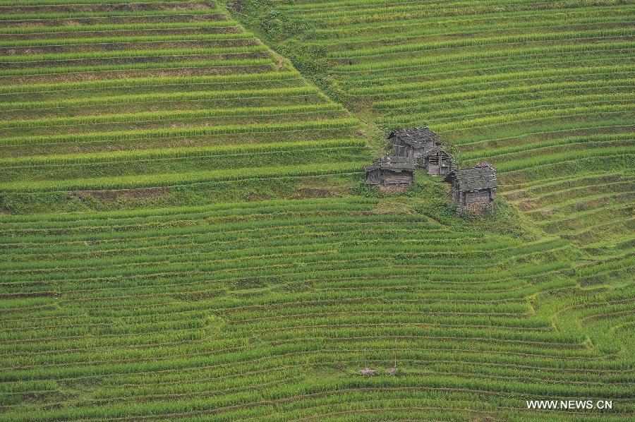 CHINA-GUIZHOU-RONGJIANG-TERRACED FIELDS (CN)