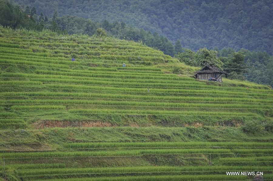 CHINA-GUIZHOU-RONGJIANG-TERRACED FIELDS (CN)