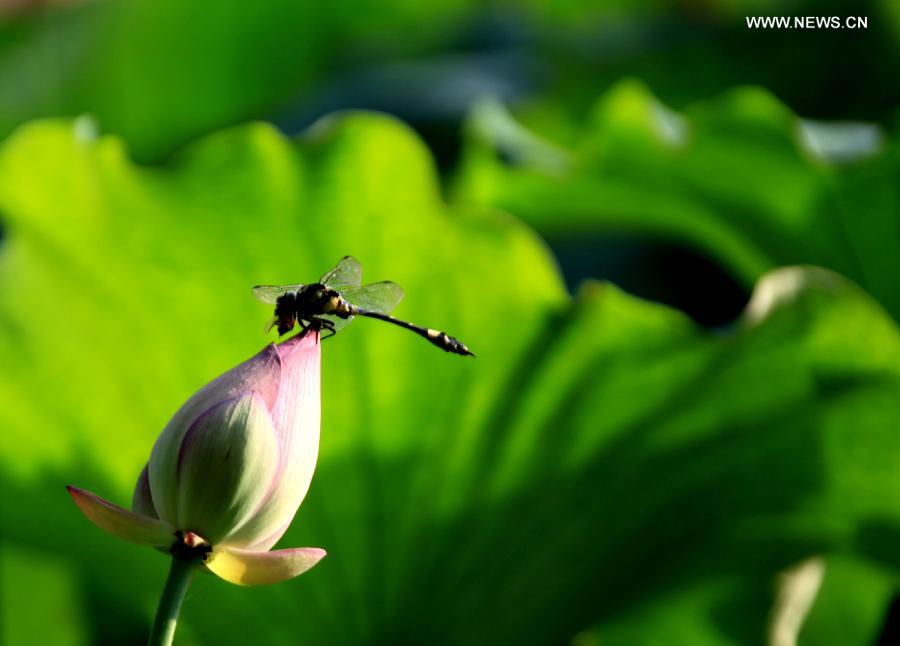 #CHINA-ANHUI-HUANGSHAN-LOTUS FLOWER