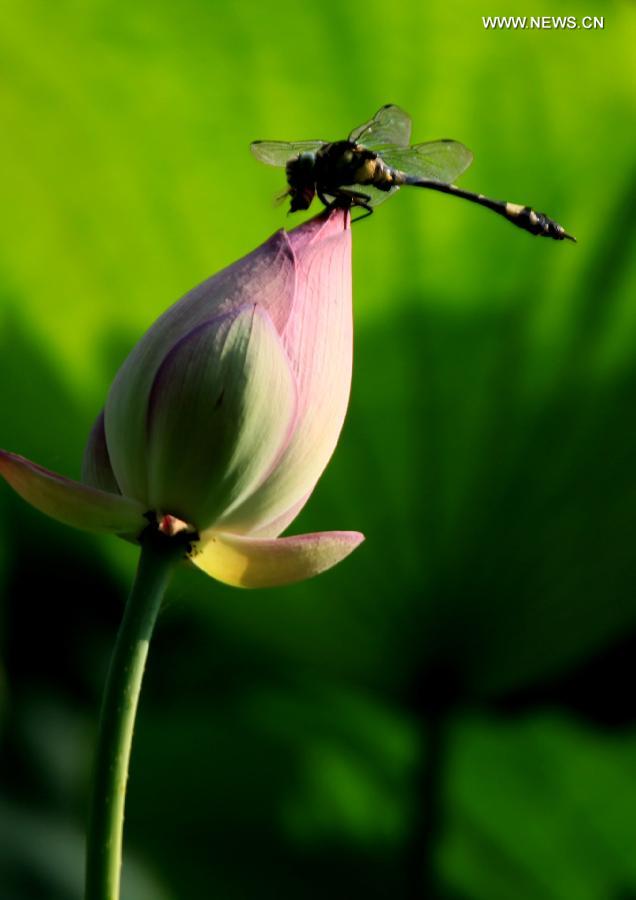 #CHINA-ANHUI-HUANGSHAN-LOTUS FLOWER