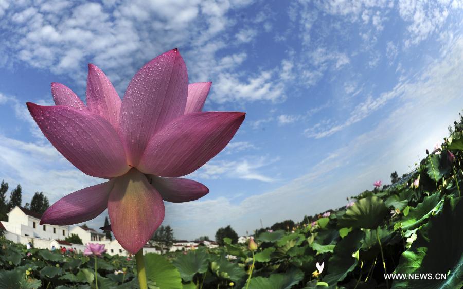#CHINA-ANHUI-LU'AN-LOTUS FLOWER (CN)