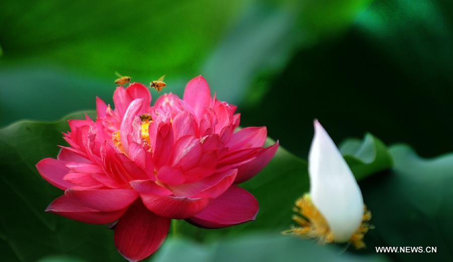 #CHINA-ANHUI-LU'AN-LOTUS FLOWER (CN)