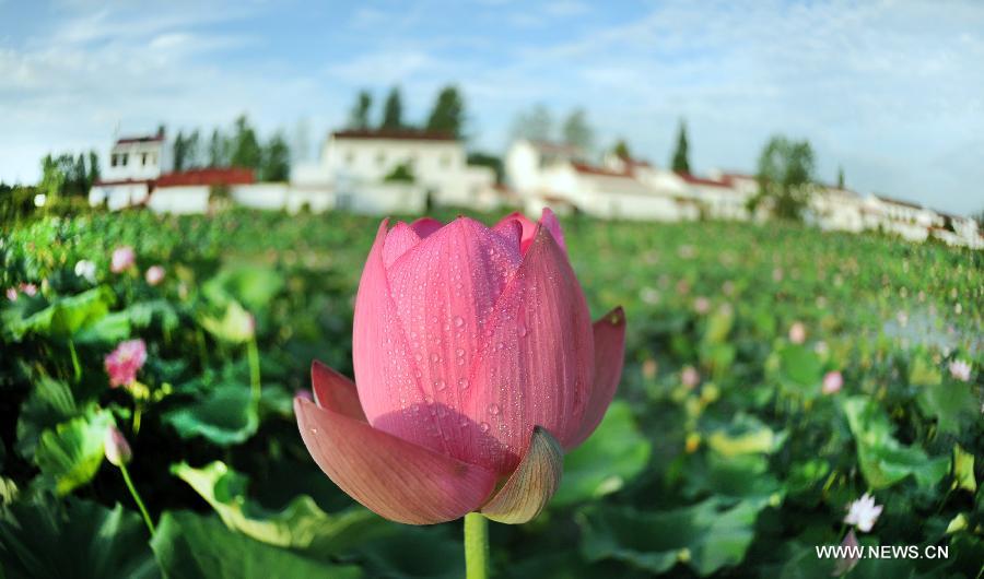 #CHINA-ANHUI-LU'AN-LOTUS FLOWER (CN)