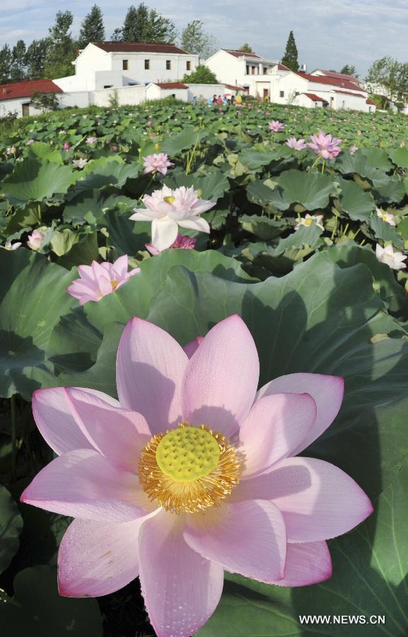 Blossoming Lotus Flower In Anhui Cn 1578