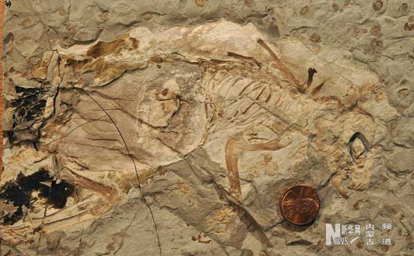 Scientists believe the well-preserved fossil of the Megaconus mammaliaformis, a herbivore with hair and fur that lived during the Jurassic era about 165 million years ago, was about 30 centimeters long and weighed an estimated 250 grams.