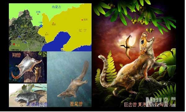 Scientists believe the well-preserved fossil of the Megaconus mammaliaformis, a herbivore with hair and fur that lived during the Jurassic era about 165 million years ago, was about 30 centimeters long and weighed an estimated 250 grams.[Xinhua]