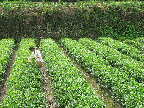 A prolonged drought and the persisting heatwaves have affected tea production in east China's Zhejiang Province. [File photo] 