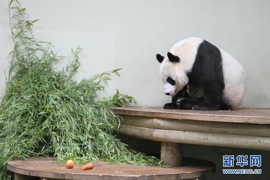 The Edinburgh Zoo says that there are signs that one of its giant pandas may be pregnant. [Xinhua] 