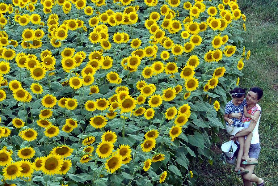 CHINA-HENAN-SUNFLOWERS (CN)