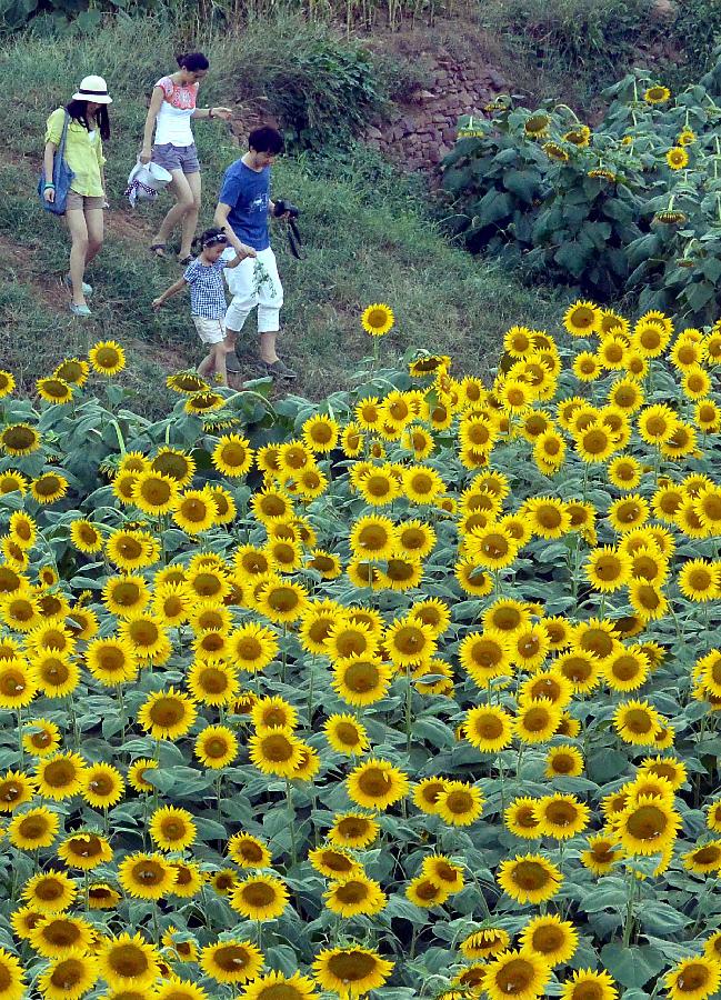 CHINA-HENAN-SUNFLOWERS (CN)