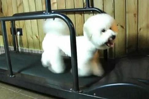 A doggy treadmill takes a puppy for a run. 