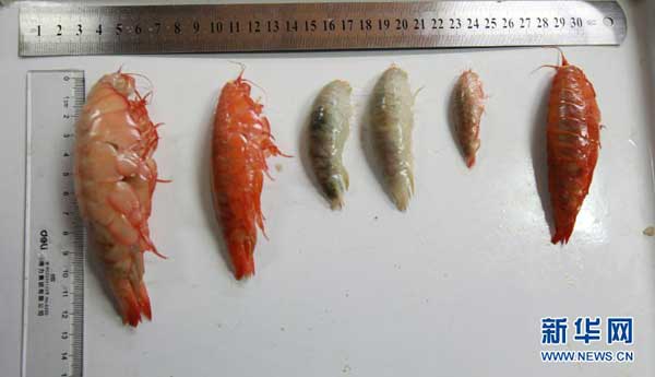 Photo taken on Aug. 11, 2013 shows the amphipod biological collected by China's manned submersible Jiaolong in eastern Pacific Ocean. Jiaolong collected variety of exotic sea creatures from the China Pacific polymetallic nodule exploration contract area in the eastern Pacific Ocean on Sunday. This is Jiaolong's third descent into eastern Pacific. 