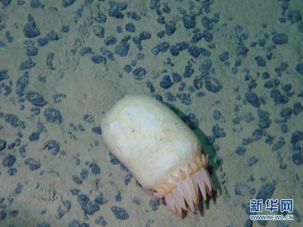 Photo taken on Aug. 11, 2013 shows the sea anemone spotted by China's manned submersible Jiaolong in eastern Pacific Ocean. Jiaolong collected variety of exotic sea creatures from the China Pacific polymetallic nodule exploration contract area in the eastern Pacific Ocean on Sunday. This is Jiaolong's third descent into eastern Pacific.(