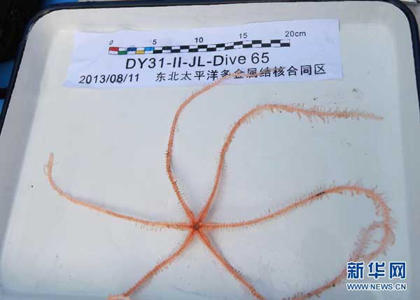 Photo taken on Aug. 11, 2013 shows the six wrist starfish collected by China's manned submersible Jiaolong in eastern Pacific Ocean. Jiaolong collected variety of exotic sea creatures from the China Pacific polymetallic nodule exploration contract area in the eastern Pacific Ocean on Sunday. This is Jiaolong's third descent into eastern Pacific.