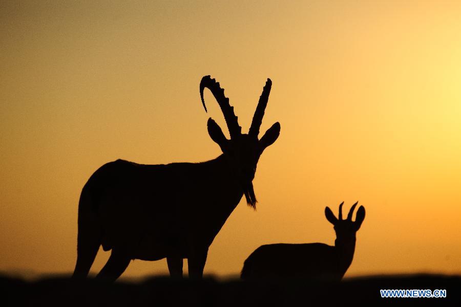 ISRAEL-NEGEV DESERT-NUBIAN IBEX