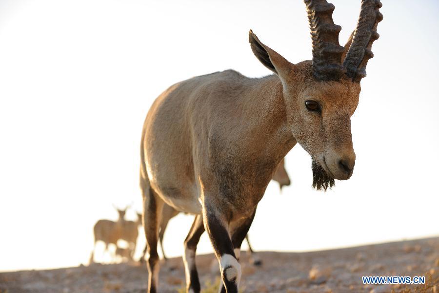 ISRAEL-NEGEV DESERT-NUBIAN IBEX