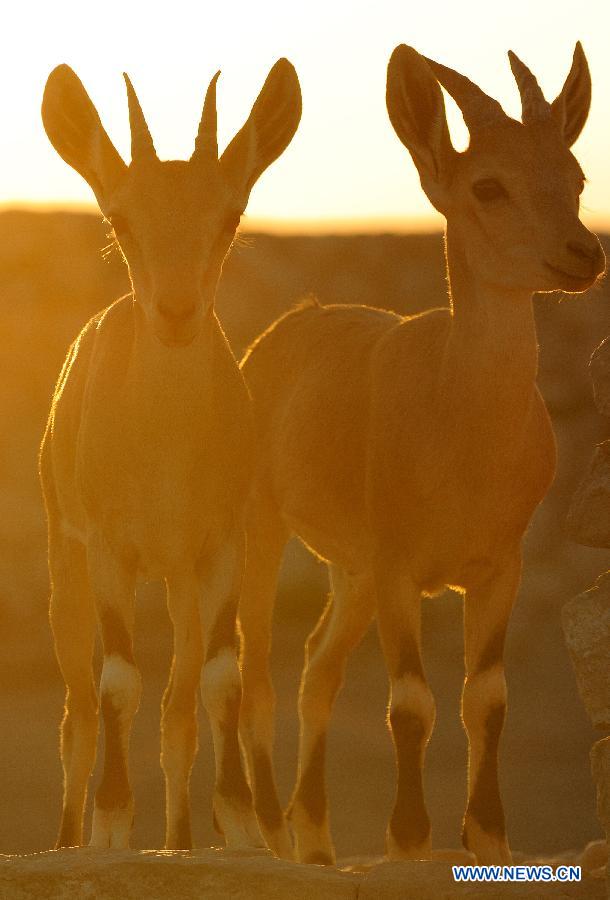 ISRAEL-NEGEV DESERT-NUBIAN IBEX