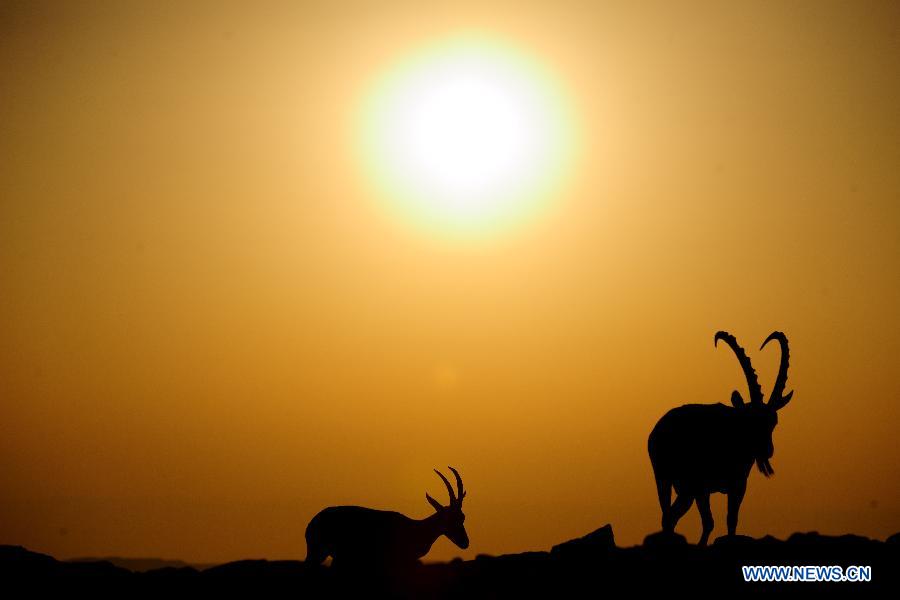 ISRAEL-NEGEV DESERT-NUBIAN IBEX