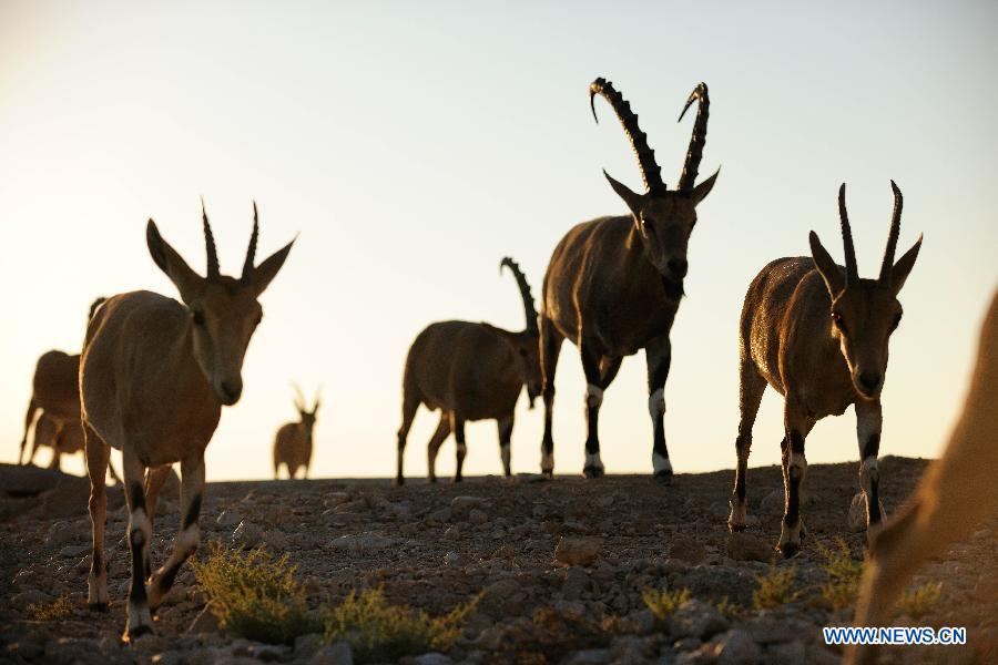 ISRAEL-NEGEV DESERT-NUBIAN IBEX