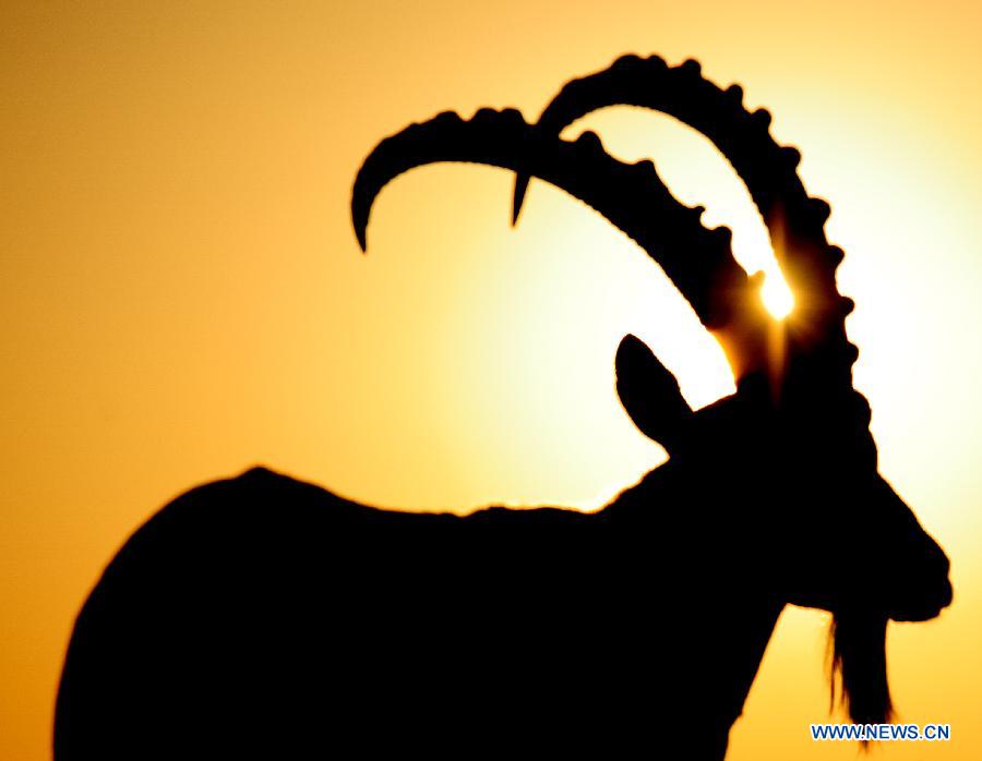 ISRAEL-NEGEV DESERT-NUBIAN IBEX