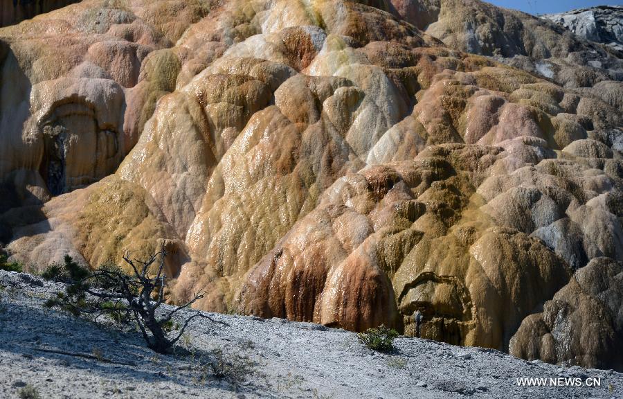 Photo taken on Aug. 18, 2013 shows the scenery of Mammoth Hot Springs in Yellowstone National Park, the United States. 