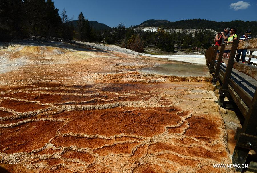 Photo taken on Aug. 18, 2013 shows the scenery of Norris Geyser Basin in Yellowstone National Park, the United States.