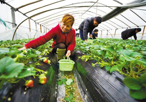 Farmers in China are expecting to see fresh opportunities emerging for new family farming. [Photo:CNTV]