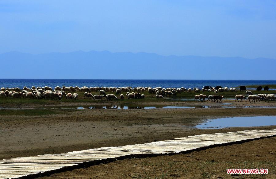 #CHINA-QINGHAI-QINGHAI LAKE(CN)