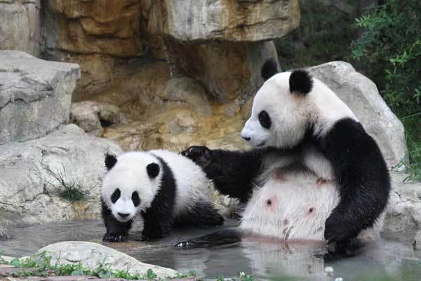 Pandas frolic at the Chengdu Research Base of Giant Panda Breeding in Sichuan province. [China Daily]